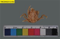 藏品(窄小并額蟹)的圖片